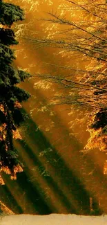 Golden sunlight filtering through a forest path at sunrise.