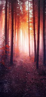 Fiery sunset illuminating a tall and dense forest path.