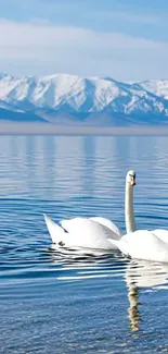 Swans gliding on a tranquil mountain lake.