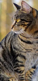 Close-up of a tabby cat with striking yellow eyes in nature.