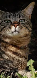 Close-up portrait of a majestic tabby cat with green eyes in a natural setting.