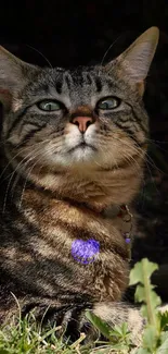 A tabby cat with green eyes basks in sunlight, highlighting its striped fur.