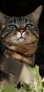 Close-up of a regal tabby cat in lush natural surroundings.