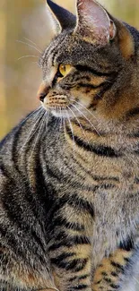 Majestic tabby cat with striking yellow eyes, perfect for phone wallpaper.