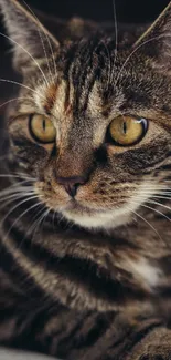 Close-up of a majestic tabby cat with striking yellow eyes.