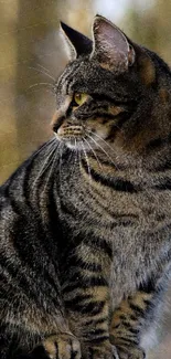 Majestic tabby cat sitting in natural setting wallpaper.