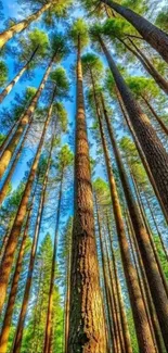 Majestic tall trees in a forest under blue sky.