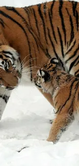 Tiger and cub in snowy landscape wallpaper.