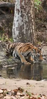 Bengal tiger drinking from a serene forest stream in a natural setting.