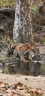 Majestic tiger sipping water from a serene forest pond.