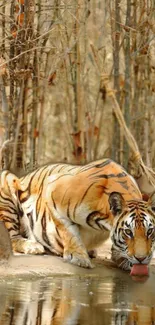 Majestic tiger drinking by a water shore in the wild jungle.