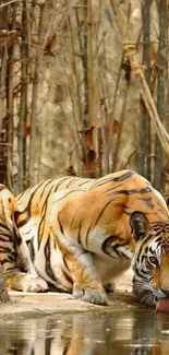 Tiger by the water in a bamboo forest, vibrant and majestic.