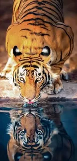 Tiger drinking from a pool with vibrant reflection.