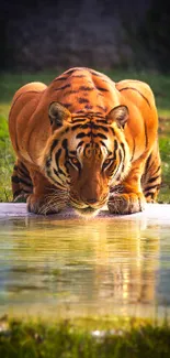 A majestic tiger drinks from a tranquil pond, showcasing nature's beauty.