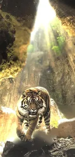 Majestic tiger walks through a sunlit cave, creating a stunning nature scene.