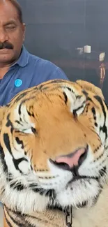 Close-up of a serene tiger with distinctive stripes and a golden hue.