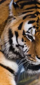 Close-up of a majestic tiger with striking stripes.