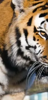 A majestic tiger's face with intricate fur details on a mobile wallpaper.