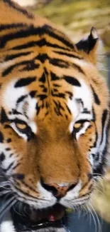 Close-up of a majestic tiger staring intensely with a blurred natural background.