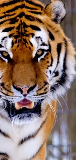 Close-up of a fierce, majestic tiger with intense gaze.