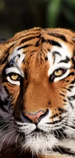 Tiger staring intently in a sunlit forest setting.