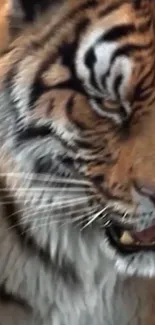 Close-up of a majestic tiger's face showing its fierce expression.