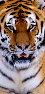 Close-up of a majestic tiger with intricate stripes.