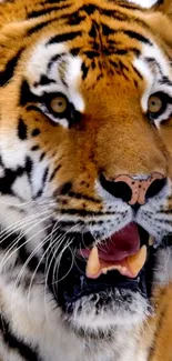 Close-up image of a majestic tiger with golden orange fur and striking black stripes.