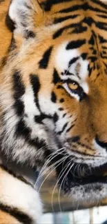 Close-up photo of a majestic tiger's face with striking features.