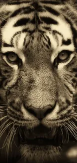 Close-up portrait of a majestic tiger in sepia tones for mobile wallpaper.