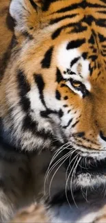 Close-up view of a majestic tiger with vivid orange fur and striking patterns.