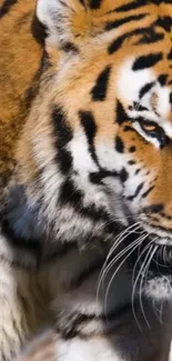 Close-up of a tiger with striking stripes and a fierce gaze.