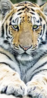 Close-up shot of a majestic tiger with striking amber eyes.