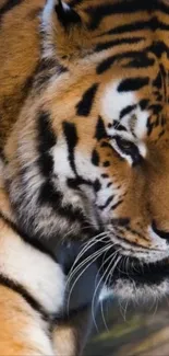 Close-up image of a majestic tiger in the wild.