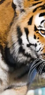 Close-up of a majestic tiger's face with penetrating gaze.