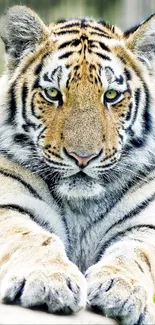 Close-up of a majestic tiger with striking orange and black stripes.