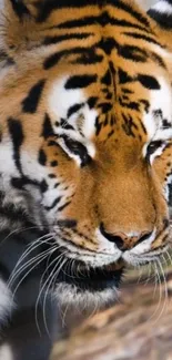 Close-up of a majestic tiger with a focused gaze in a natural setting.