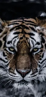 A close-up shot of a tiger's intense stare, showcasing its stripes.