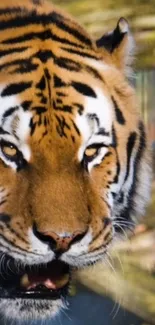 Close-up image of a tiger's face showcasing its intense gaze.