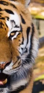 Close-up of a majestic tiger with vibrant stripes.
