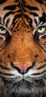 Close-up of a tiger's face with striking eyes and detailed fur patterns.