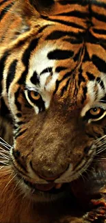 A close-up image of a tiger in the wild, showcasing its fierce gaze and stripes.