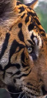 Close-up of a tiger's face with detailed fur and striking stripes.