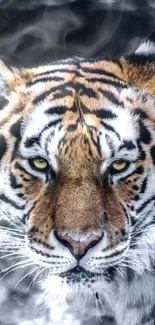 Close-up of a majestic tiger's face with striking orange and black patterns.