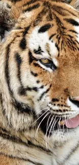 Close-up of a majestic tiger face with vibrant orange and black stripes.