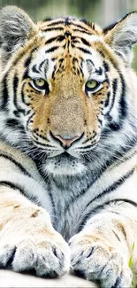 Close-up of a majestic tiger on a vibrant nature background.