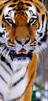 Close-up of a majestic tiger with striking stripes and intense eyes.