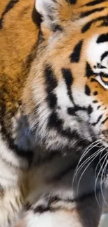 Close-up of a majestic tiger with striking orange and black stripes.