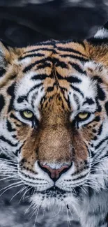 Close-up of a majestic tiger with stunning stripes and piercing gaze.