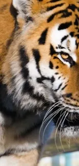 Close-up of a majestic tiger's face with striking golden brown and black stripes.